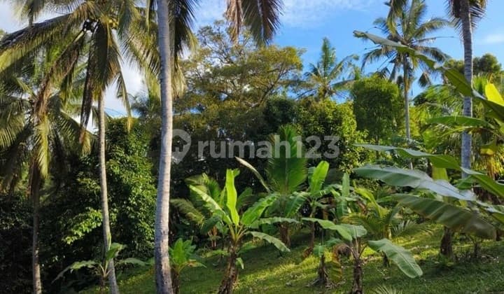 For Sale Igt Kuning Land In Selemadek Tabanan