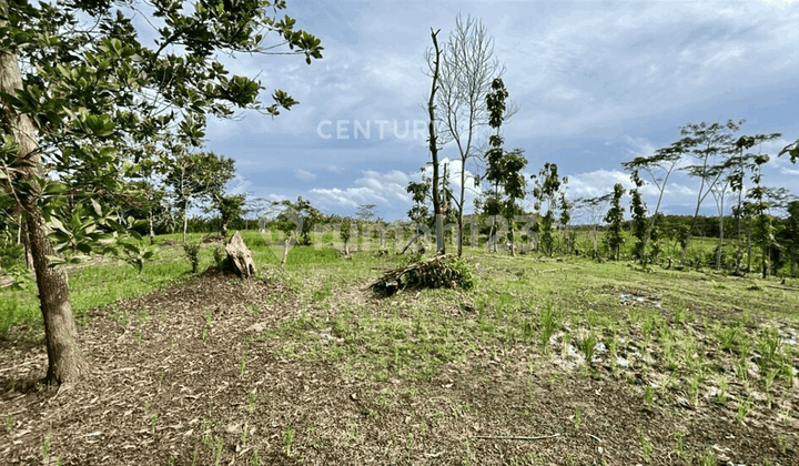 Dijual Kavling di Pandeglang Cocok untuk Glamping, Perumahan, Perkebunan, Peternakan #272146