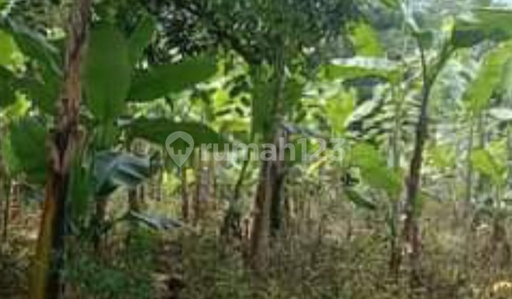 Dijual Tanah Datar Strategis Pinggir Jalan Raya Bedahan Dijual Tanah Datar Strategis Pinggir Jalan Raya Bedahan