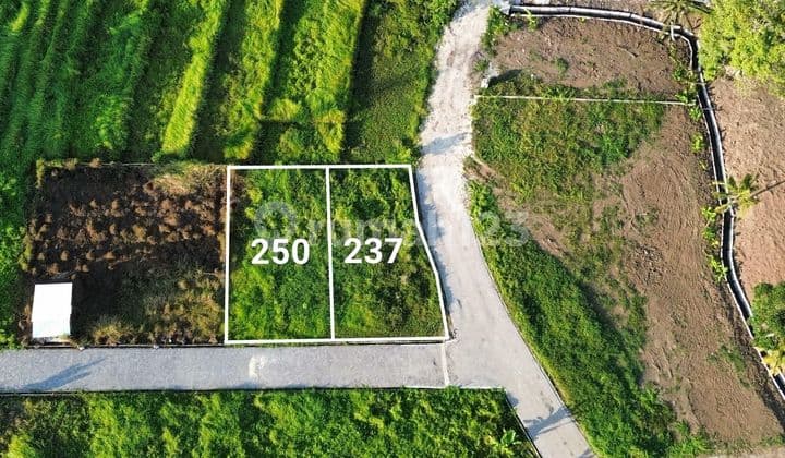 TANAH dekat CEMAGI SESEH PERERENAN CANGGU