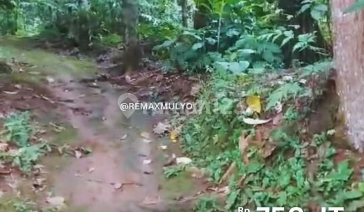 5000m2 Fertile Land for Sale in Wonosobo Area 5000m2 Fertile Land for Sale in Wonosobo Area