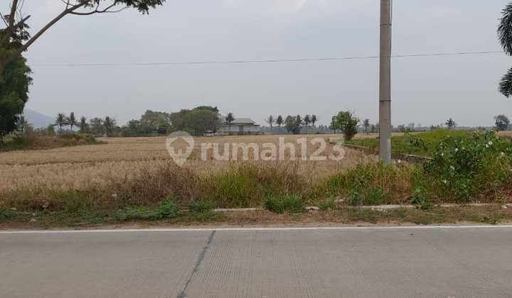 Tanah Sawah Pegadingan Kramatwatu Jalan Utama