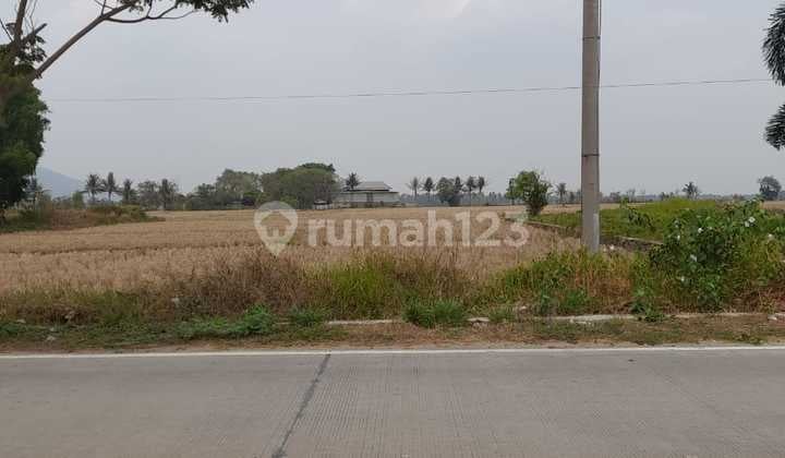 Tanah Sawah Pegadingan Kramatwatu Jalan Utama