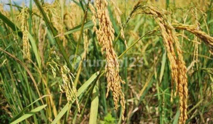 jual sawah disamping desa Banjarsari Ciamis