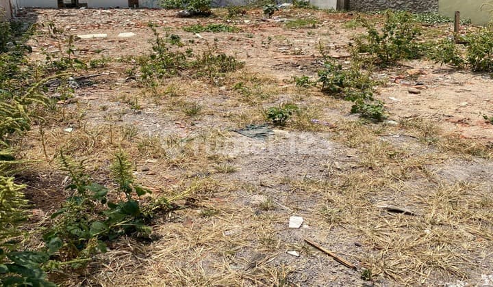 langka kavling sayap burangrang