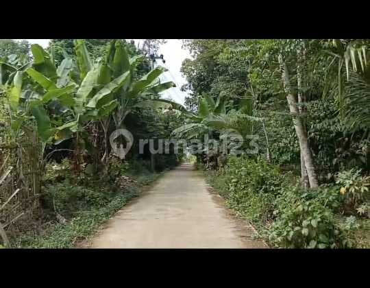 Dijual Murah Tanah Subur Di Serang Banten Tanah