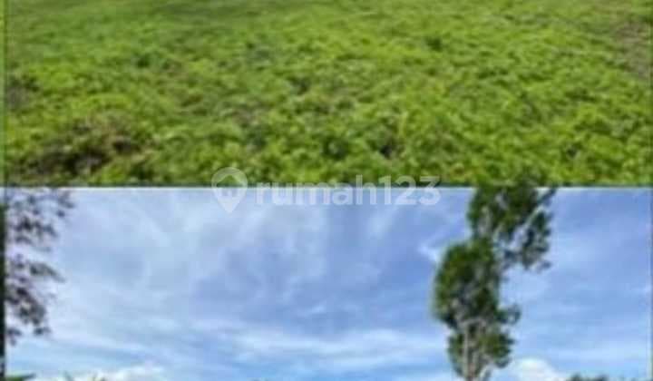 LAND 13.5 ARES IN BATURITI, MOUNTAIN ATMOSPHERE, ONLY 250 M FROM BATURITI MAIN ROAD, BEDUGUL