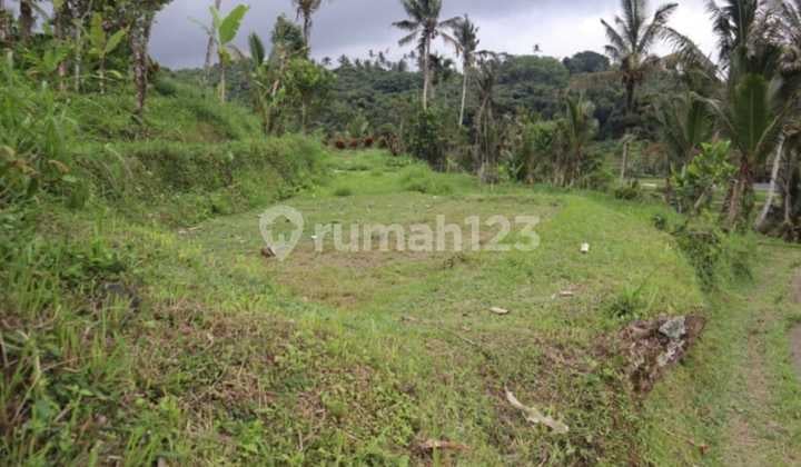 TANAH 49,85 ARE DI ANGSERI BATURITI, INCLUDE MATA AIR PANAS & SUNGAI