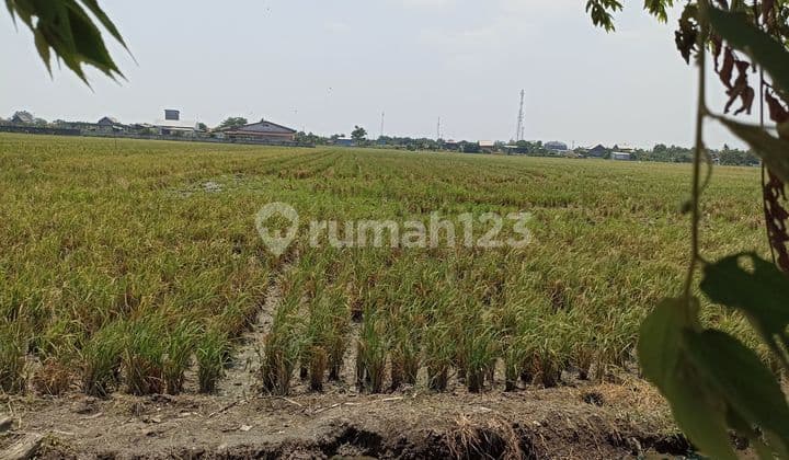 Dijual murah sesuai njop, tanah sawah di ketapang kendal