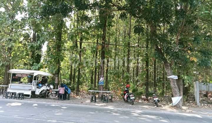 Di Jual Tanah Ada Pohon Jati Nya