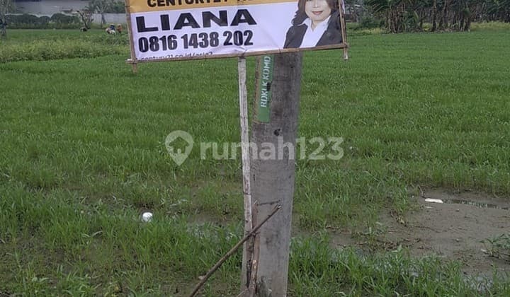 Di Sawah Murah Di Jalan Kota Rengasdengklok