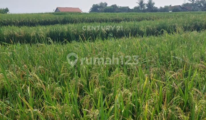 Dijual Tanah Sawah Di KpGebangDsBendaKecSukamulyaTangerang