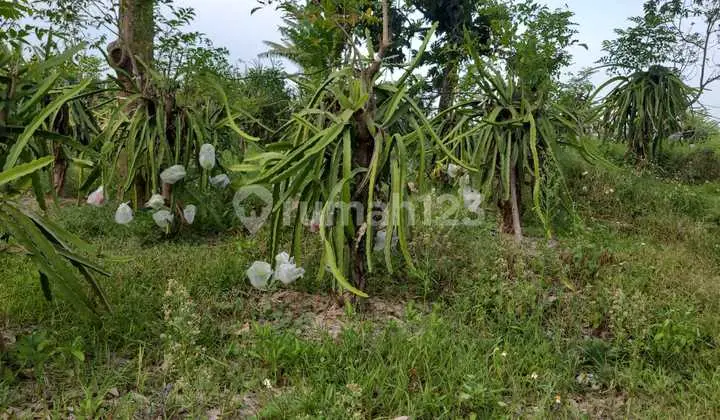 Productive Dragon Fruit Durian Garden in Pacet.
