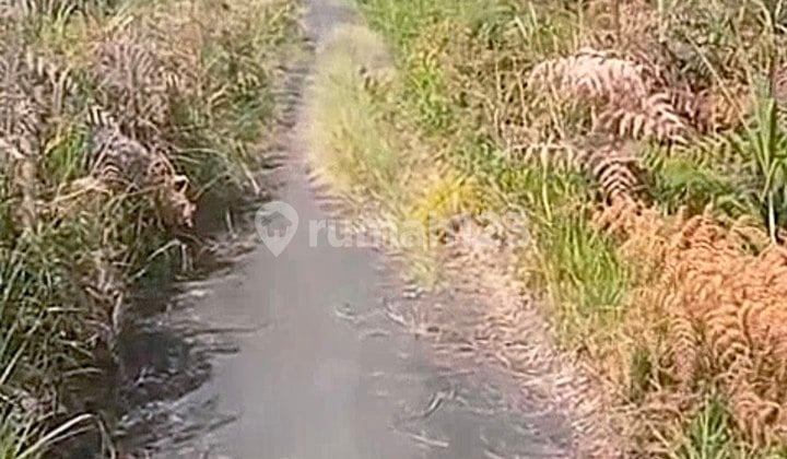 Bromo Land, Tongas Route Probolinggo, East Java Bromo Land, Tongas Route Probolinggo, East Java