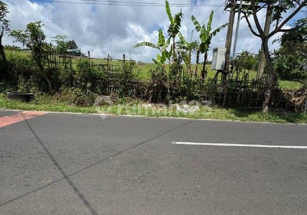 Tanah/Lahan Nol Jalan Raya Kabupaten, Desa Gendro, Kecamatan Tutur, Nongkojajar, di Dataran Tinggi Cocok untuk Ternak Sapi, Pertanian, Perkebunan