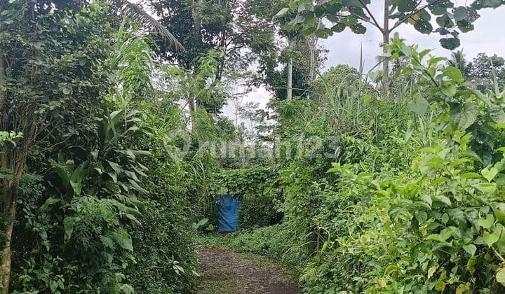 Tanah Pertanian Murah di Tajinan Ada Sumber Air