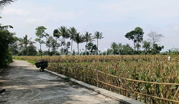 Tanah Sawah Murah Di Pakis