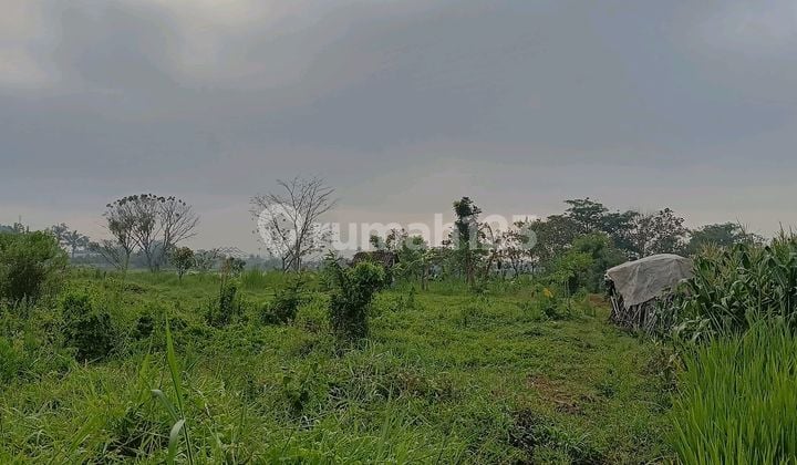 Super Murah.tanah Sawah Di Katangploso