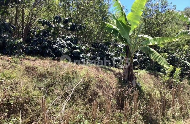 Land Freehold Expansive Countryside Kintamani Bali