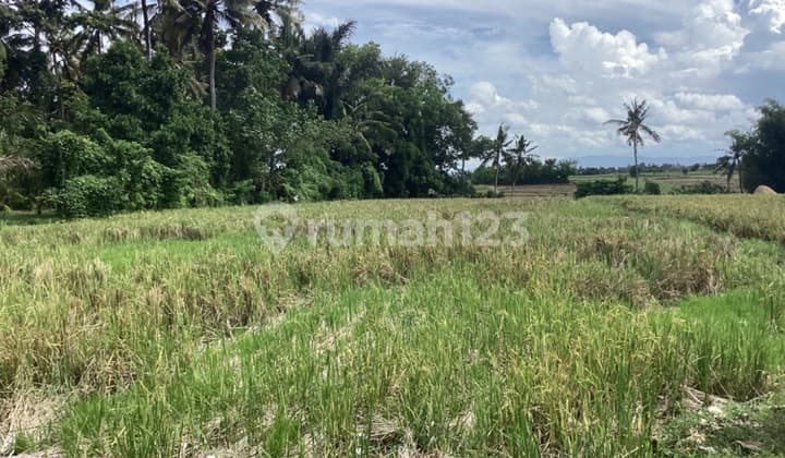 Land Freehold 2000 Sqm In Selemadeg Tabanan