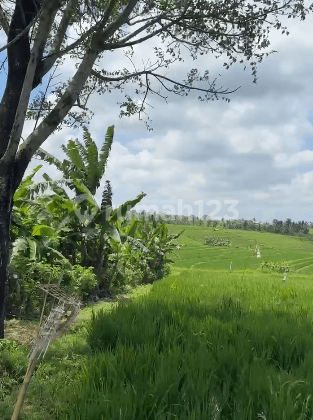 Land Freehold With Mountain View In Tabanan Bali