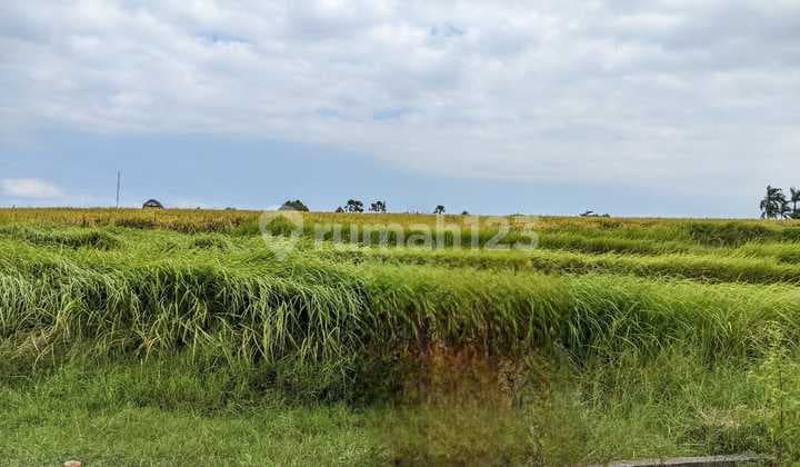 Land Freehold 405 Sqm In Beraban Tabanan