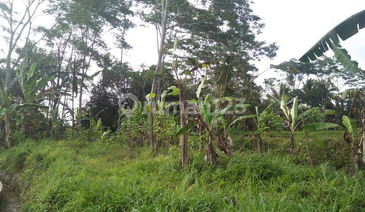 2090 Sqm of Freehold Land for Sale 25 minutes from Ubud Center Bali
