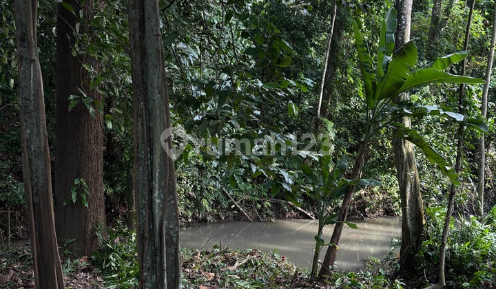 Land for Lease North Pererenan Tumbak Bayuh
