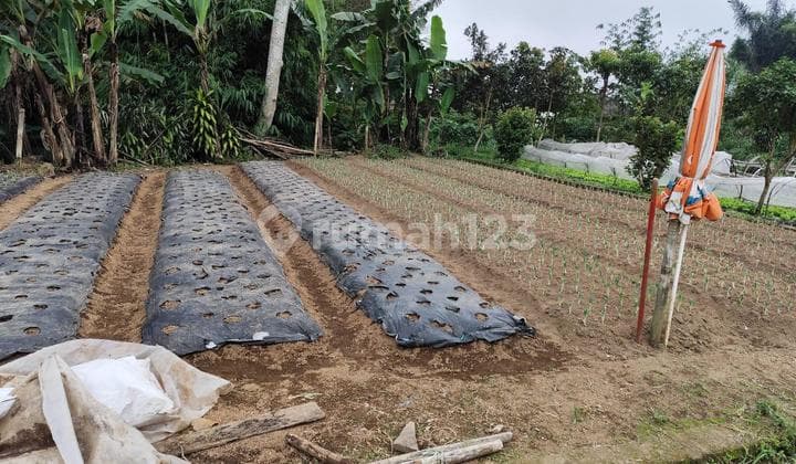 Tanah SHM Ukuran Kecil di Bedugul