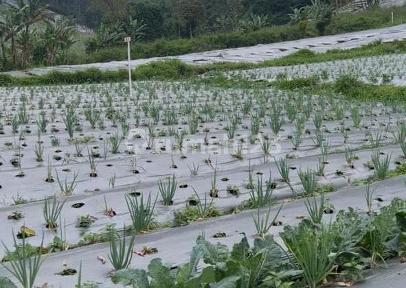 Dijual Lahan Siap Tanam Di Desa Dano Garut Akses Jalan Bagus
