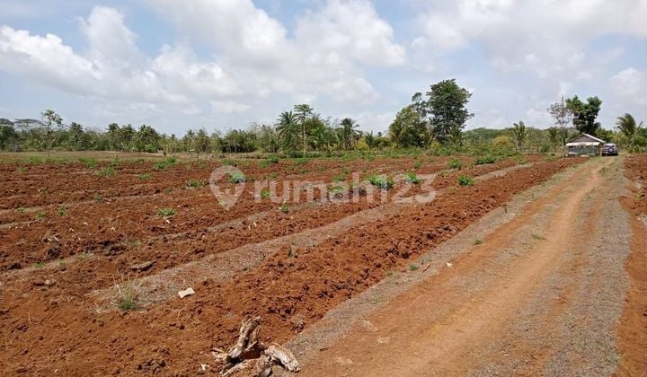 Quick sale of agricultural land in Sukabumi.