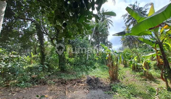 Freehold - Rare Opportunity Freehold Land Just 350M From Saba Beach, Gianyar, Bali
