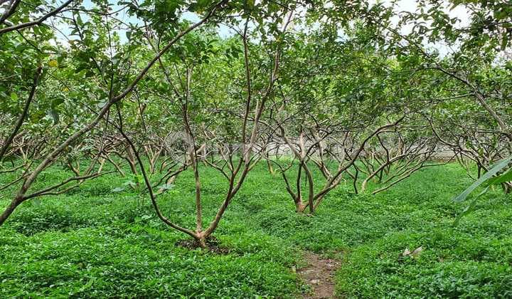 Kavling Siap Bangun dan Kontur Tanah Datar @Jl Sawangan Permai, Sawangan Baru