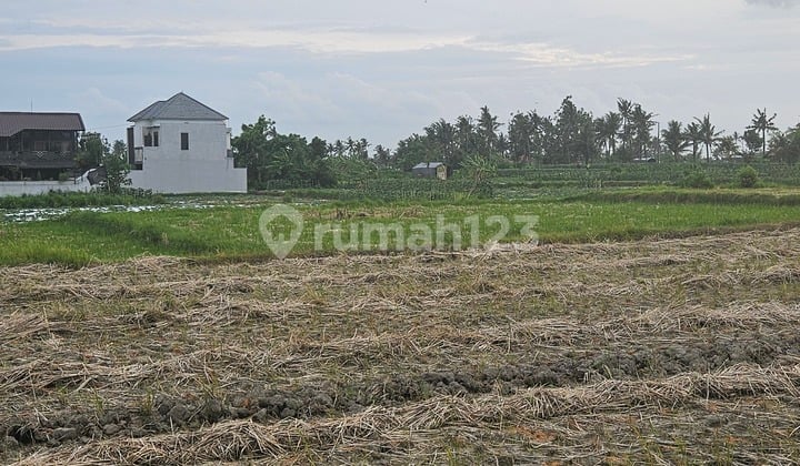 Land For Rent Good For Villa