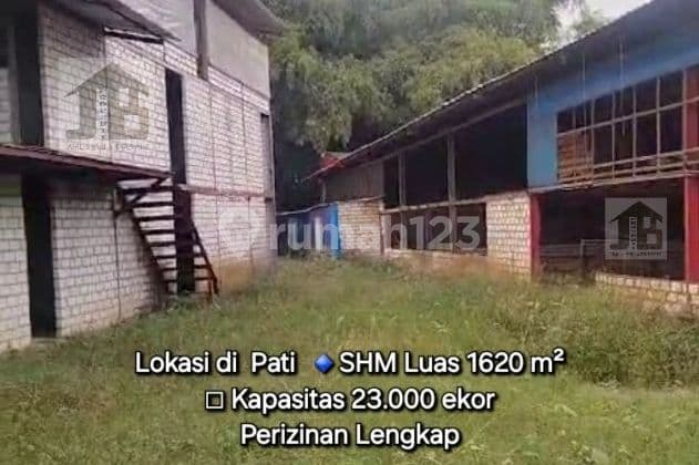 Ruang Usaha Kandang Ayam di Kota Pati Jawa Tengah