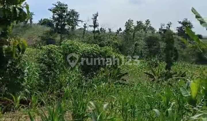 Tanah Di Patean, Kota Kendal Jawa Tengah