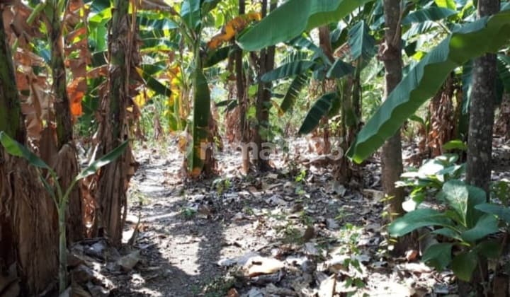 Bulusan Tembalang Undip Semarang Plot Land