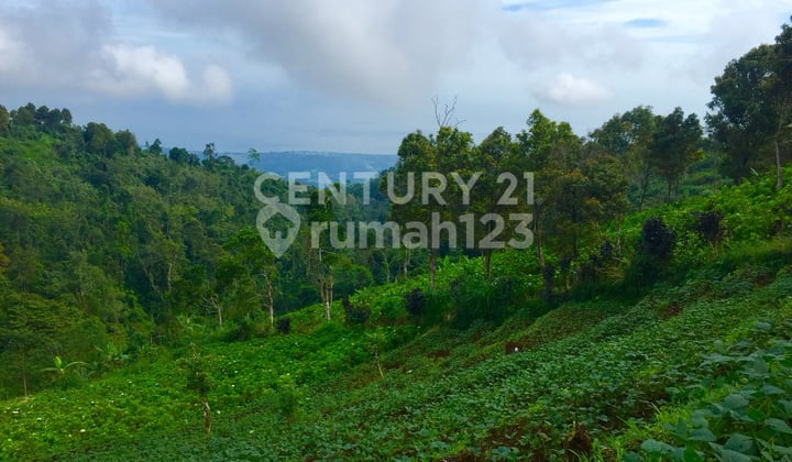 Jual Tanah Bali Buleleng Invest Villa Resort Perkebunan