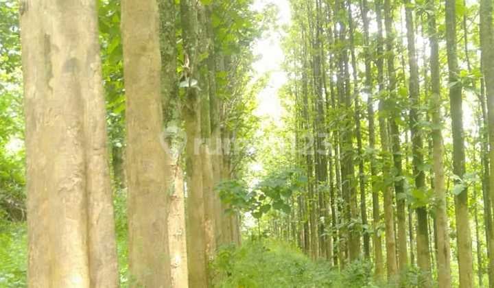 Kebun Pohon Jati 700 Batang Sudah berusia 15 Tahun di Bandung Barat
