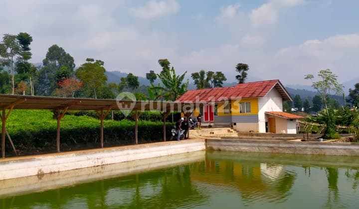 Tanah Kebun Teh di Ciwidey Ada Bangunan dan Kolam