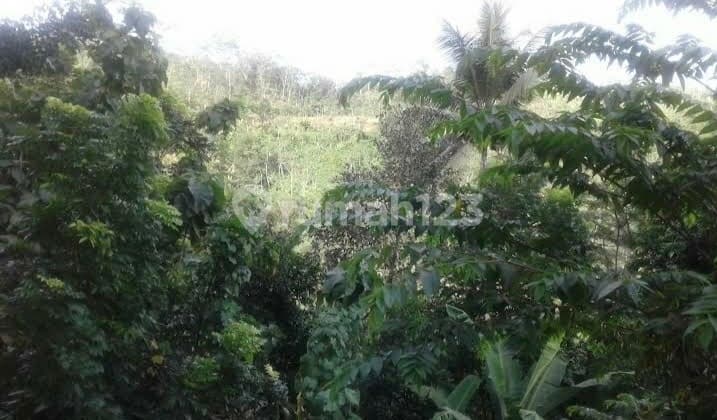 Tanah Kavling 300 Hektar di Cibadak Sukabumi Cocok Investasi dan Kebun
