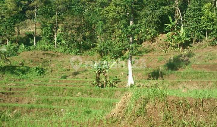 Lahan Bagus 5 Ha SHM di Lebak Banten Ada Air Terjun, Duren Dll