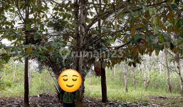 Tanah Luas 3 Ha di Jl. Soekarno Hatta Dekat Ikn.