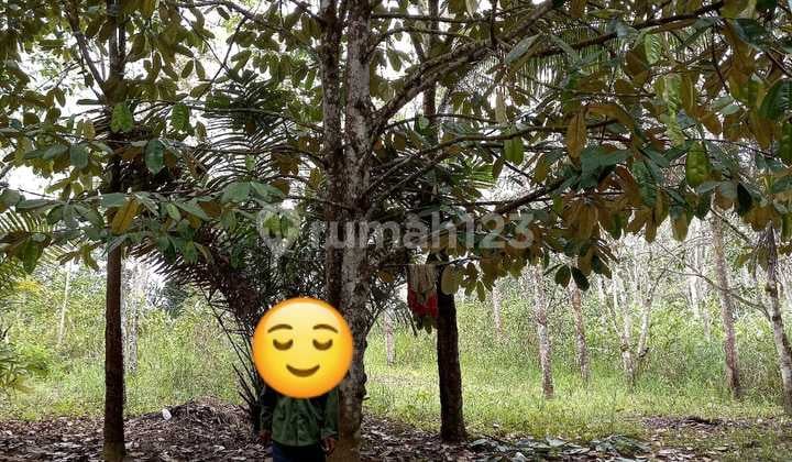 Land Area of 3 Hectares on Jl. Soekarno Hatta Near IKN