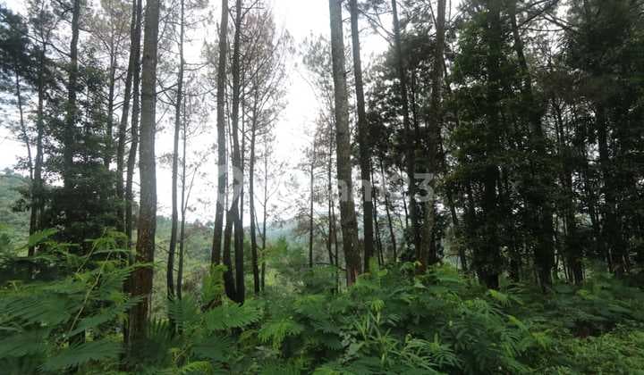 Tanah Kavling 33 Ha Cipanas Puncak, Cocok untuk Agro, Resort