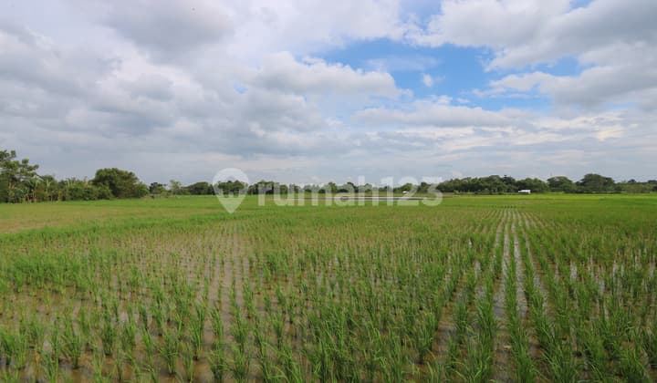 Tanah di Badak Anom, Sindang Jaya, Akses ke Suvarna Sutera Cikupa
