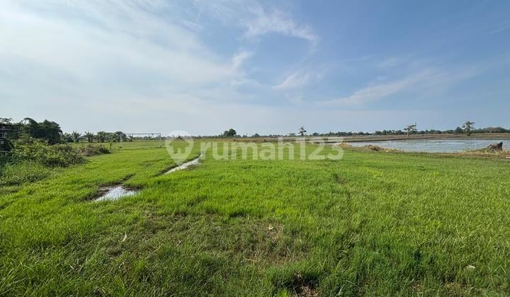 Tanah Kavling Industri di Patimban Pantura Jalan Provinsi Akses Kontainer