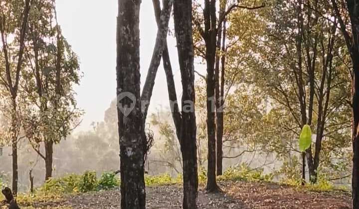 A Beautiful Land Clove Garden With An Area Of 3 Hectares At Bedugul, Bali