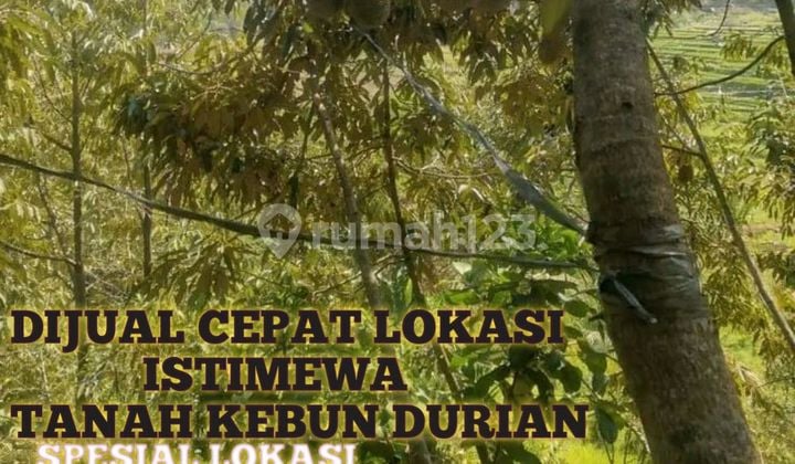 Jual Murah Cepat,kebun Durian Produktif Panen Di Limbangan Kendal