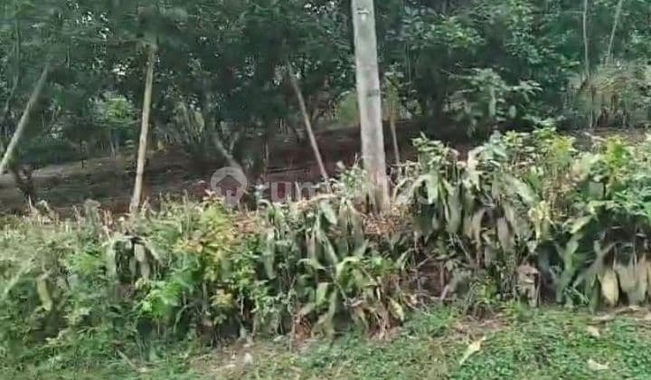 kebun rambutan tangkue strategis